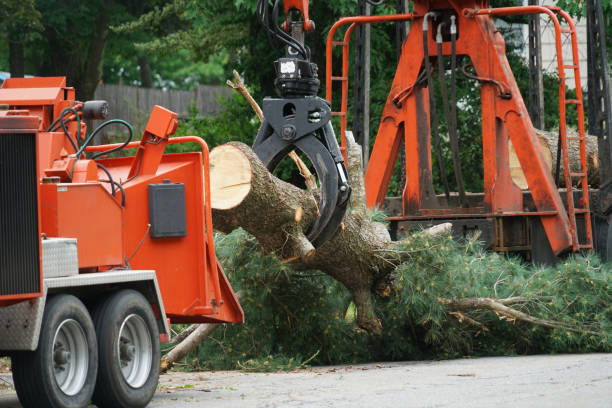 Tree Root Removal in Clovis, NM